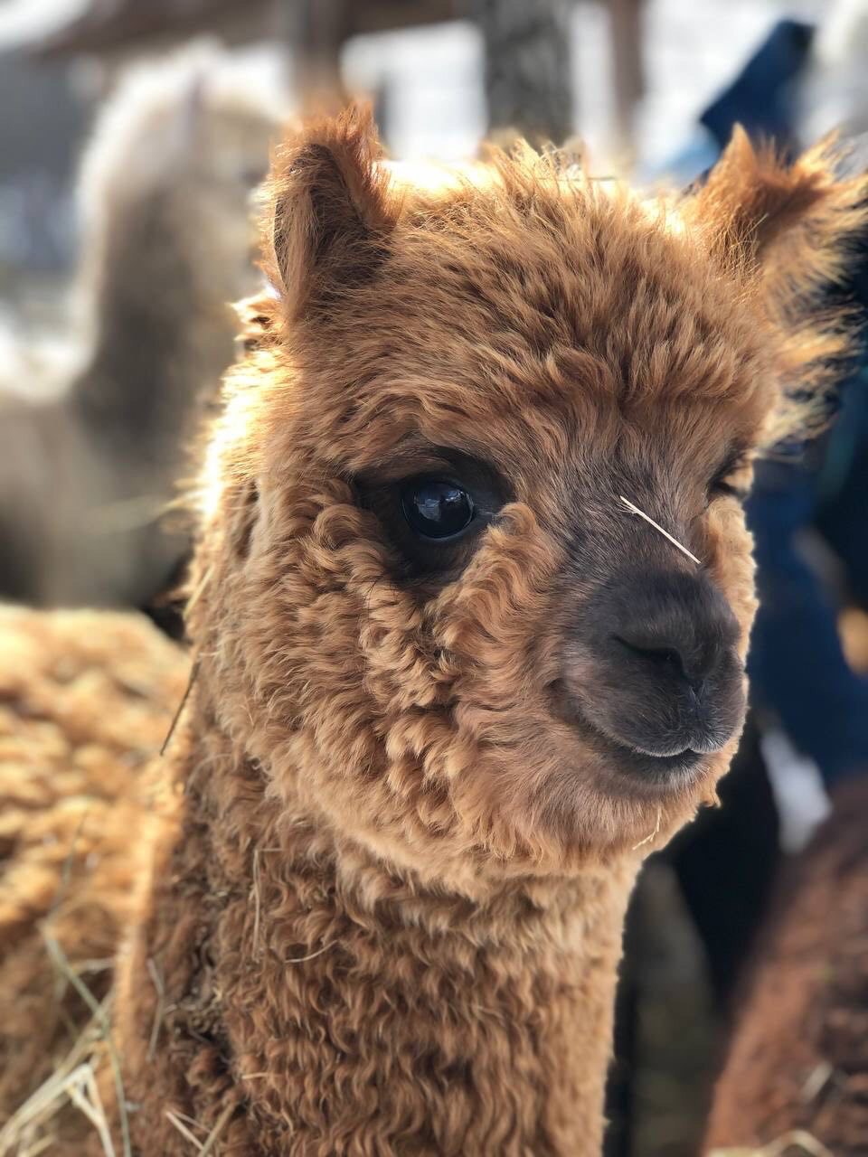 Альпака на ферме