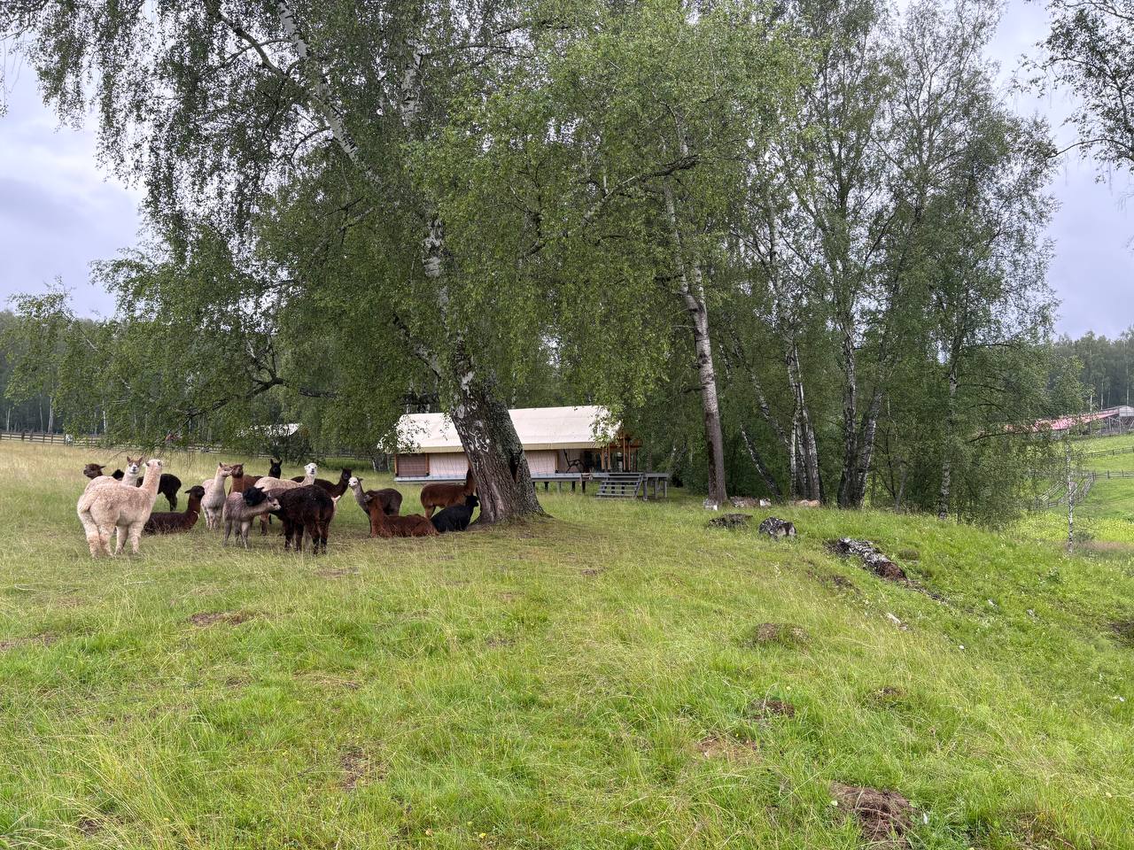 Проживание в глэмпинге